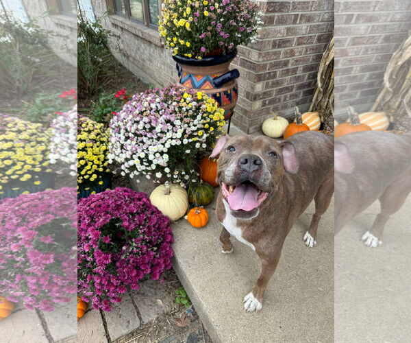 Medium Photo #1 Boxer-Unknown Mix Puppy For Sale in Germantown, OH, USA