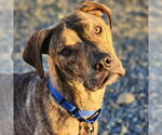Small #5 Mountain Cur-Plott Hound Mix
