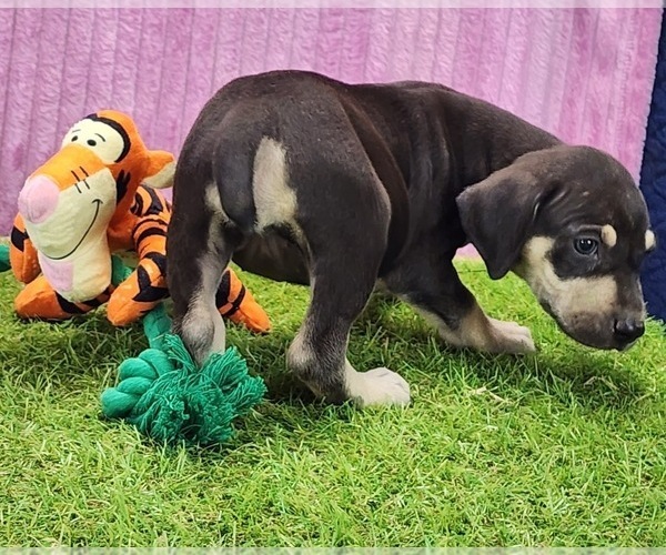 Medium Photo #5 Catahoula Leopard Dog Puppy For Sale in CUMBY, TX, USA