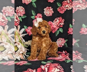 Poodle (Toy) Puppy for sale in PEACH BOTTOM, PA, USA
