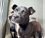 Small #7 Labrador Retriever Mix