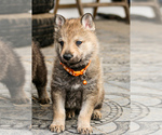 Small Photo #14 Czech Wolfdog-Wolf Hybrid Mix Puppy For Sale in Darova, Timis, Romainia