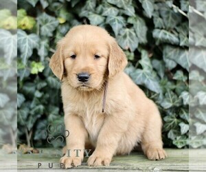 Golden Retriever Puppy for sale in NEW HOLLAND, PA, USA