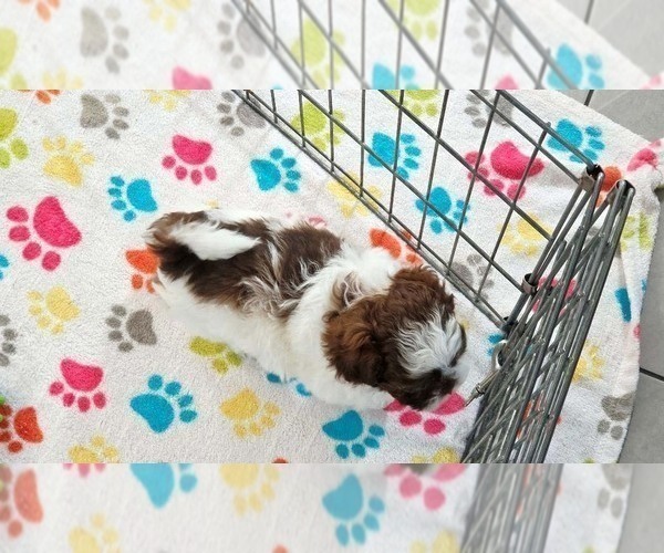 Medium Photo #2 ShihPoo Puppy For Sale in ORO VALLEY, AZ, USA