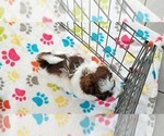 Small #1 ShihPoo
