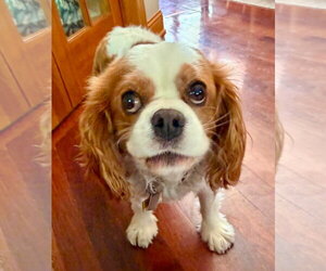 Cavalier King Charles Spaniel Dogs for adoption in St. Louis Park, MN, USA