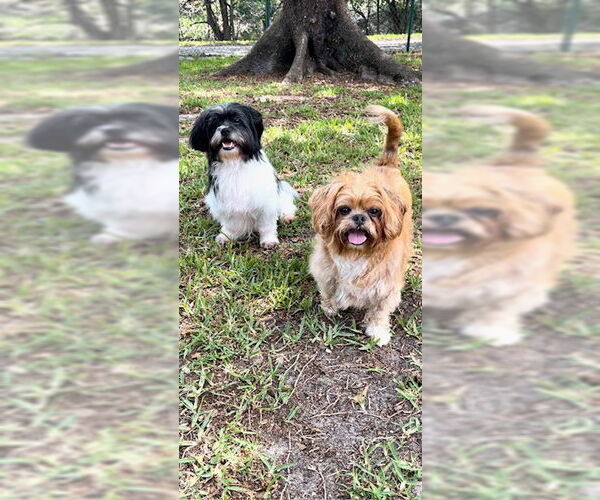 Medium Photo #9 Shih Tzu Puppy For Sale in Weston, FL, USA