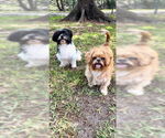 Small #8 Shih Tzu
