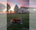 Small #1 Australian Shepherd-Collie Mix