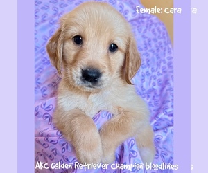 Golden Retriever Puppy for sale in SUGAR LAND, TX, USA
