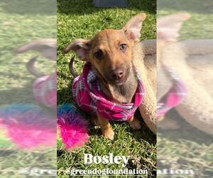 Chihuahua-Unknown Mix Dogs for adoption in Lake Elsinore, CA, USA