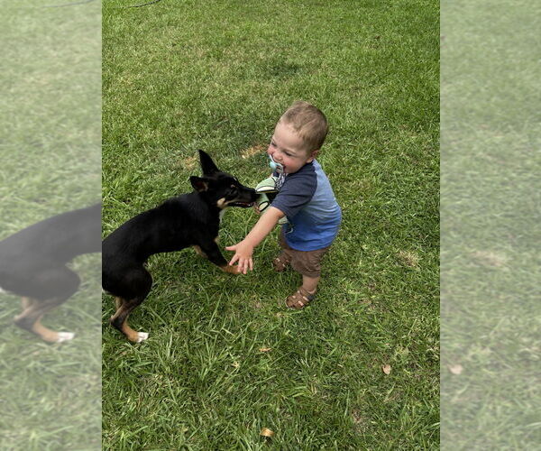 Medium Photo #3 German Shepherd Dog Puppy For Sale in Brewster, NY, USA