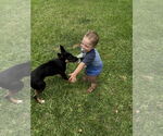 Small #2 German Shepherd Dog
