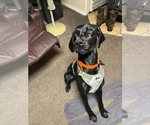 Small #2 German Shorthaired Pointer