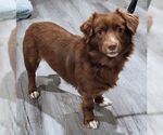 Small #6 Dachshund-Retriever  Mix