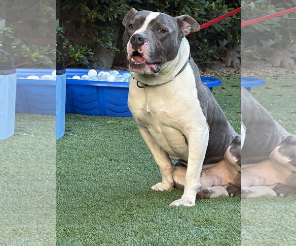 Medium Photo #1 American Pit Bull Terrier Puppy For Sale in Berkeley, CA, USA