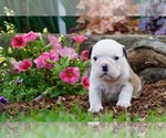 Small Photo #3 English Bulldog Puppy For Sale in NAPPANEE, IN, USA