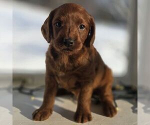 Irish Doodle (Miniature) Puppy for sale in NEW HOLLAND, PA, USA