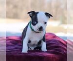 Small Photo #3 Boston Terrier Puppy For Sale in PORT ROYAL, PA, USA