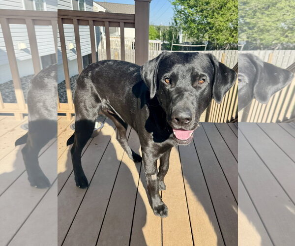 Medium Photo #3 Labrador Retriever Puppy For Sale in Omaha, NE, USA