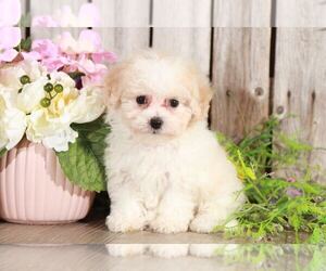 Poochon Puppy for sale in MOUNT VERNON, OH, USA