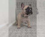 Puppy Puppy 4 French Bulldog
