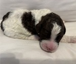 Puppy Reeses Bernedoodle