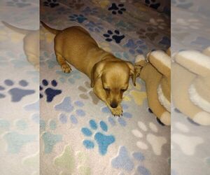 Dachshund Puppy for sale in GORDONVILLE, TX, USA