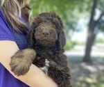 Puppy Puppy 5 Bernedoodle