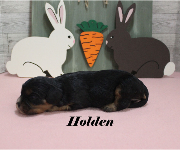 Medium Photo #9 Cavalier King Charles Spaniel Puppy For Sale in CHANUTE, KS, USA