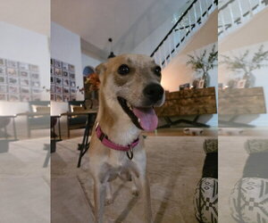 Willow Mae - Female Mutt Dog for Adoption - Photo #8