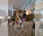 Small Photo #8 Mutt Puppy For Sale in Holly Springs, NC, USA