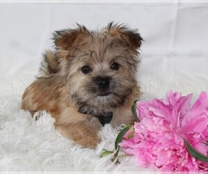 Morkie Puppy for Sale in ROCK STREAM, New York USA