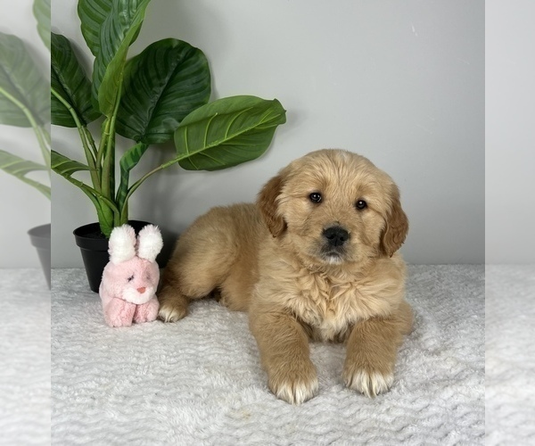 Medium Photo #4 Golden Retriever Puppy For Sale in FRANKLIN, IN, USA