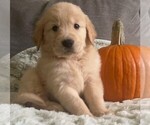 Puppy Light blue Golden Retriever