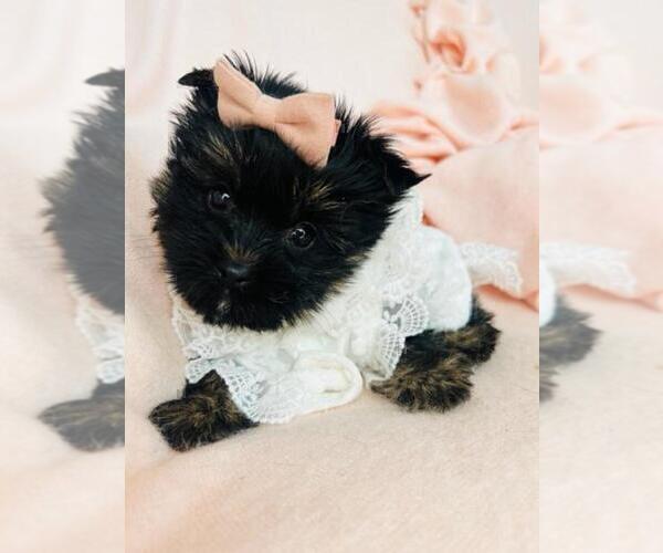 Medium Photo #8 Poodle (Toy) Puppy For Sale in ORLANDO, FL, USA