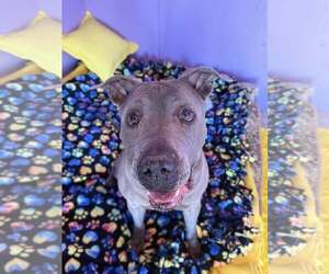 American Staffordshire Terrier-Unknown Mix Dogs for adoption in Queen Creek, AZ, USA