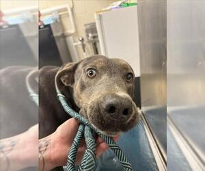 Labrador Retriever-Unknown Mix Dogs for adoption in Mobile, AL, USA