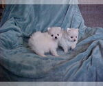 Small #4 Pomeranian