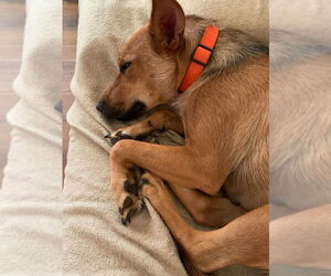 Roxy - Female Mutt Dog for Adoption - Photo #4
