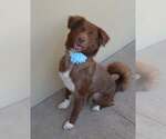 Small Australian Shepherd Mix