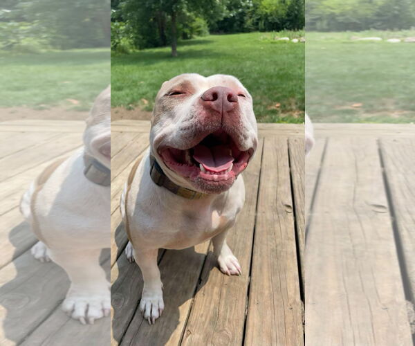 Medium Photo #3 American Bulldog-Unknown Mix Puppy For Sale in Germantown, OH, USA
