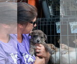 Small Photo #4 Cairn Terrier-Unknown Mix Puppy For Sale in Oakhurst, NJ, USA
