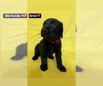 Puppy Brick Labrador Retriever