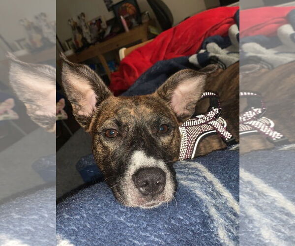 Medium Photo #1 Chihuahua-Unknown Mix Puppy For Sale in Grafton, WI, USA