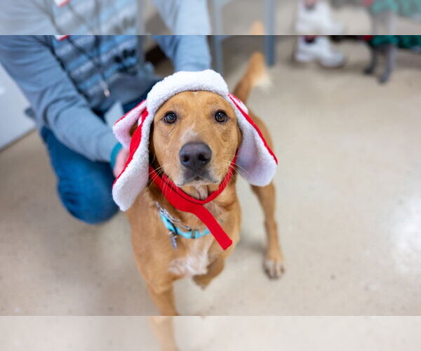 Medium Photo #2 Golden Retriever-Unknown Mix Puppy For Sale in Mundelein, IL, USA