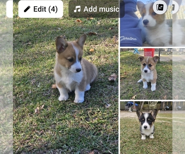 Medium Photo #1 Pembroke Welsh Corgi Puppy For Sale in VANCEBORO, NC, USA