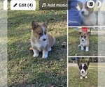Small Pembroke Welsh Corgi