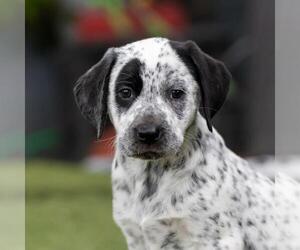 Dalmatian-Labrador Retriever Mix Dogs for adoption in San Diego, CA, USA