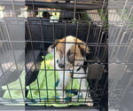 Small #3 Australian Shepherd Mix